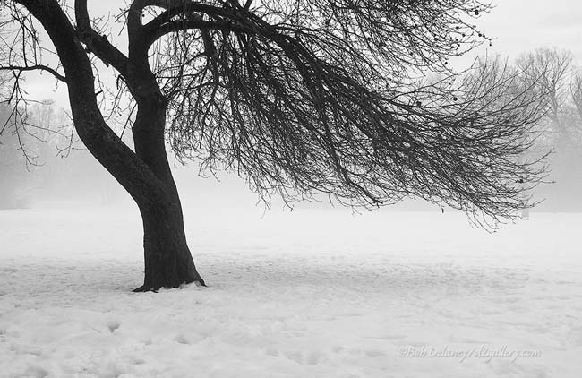 Tree in Royal River Park