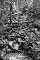 Roots-Hedgehog Mountain - click to view larger image...