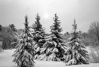 Snow Covered Pines - click to view larger image...