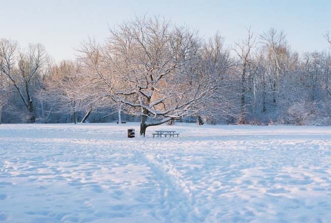 Tree in Royal River Park after Snow Storm