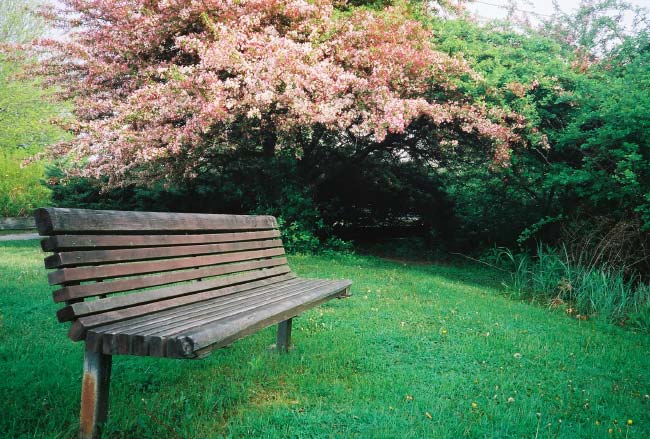 Bench in Royal River Park