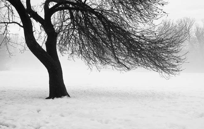 Tree in Royal River Park