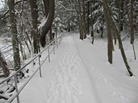 Path through Royal River Park in Winter - click to view larger image...