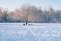 Tree in Royal River Park after Snow Storm - click to view larger image...