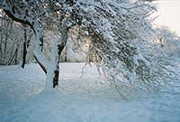 Tree in Royal River Park after Snowfall - click to view larger image...