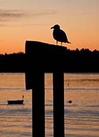Seagull at Sunrise, Littlejohn Dock - click to view larger image...