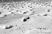 Footprints and Ripples at Sandy Point Beach - click to view larger image...