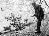 Man Feeding Ducks and Geese in Royal River Park - click to view larger image...